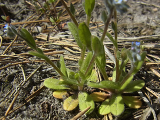 Myosotis stricta