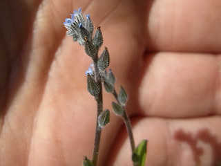 Myosotis stricta