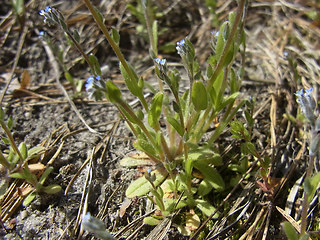 Myosotis stricta