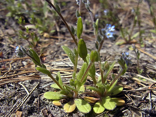 Myosotis stricta