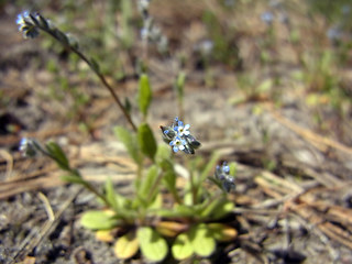 Myosotis stricta