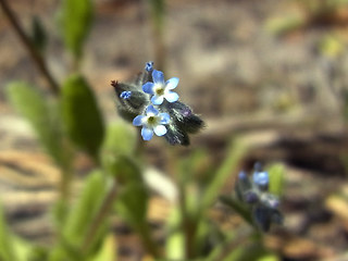 Myosotis stricta