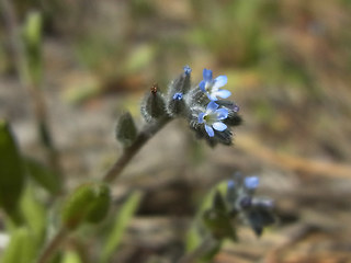 Myosotis stricta