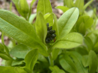 Myosotis sylvatica