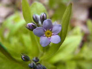 Myosotis sylvatica