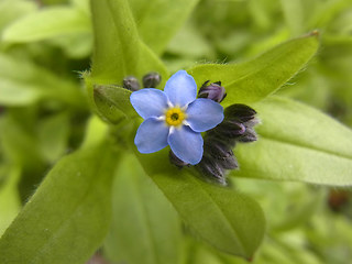 Myosotis sylvatica