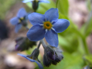 Myosotis sylvatica