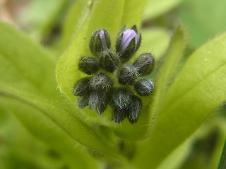 Myosotis sylvatica