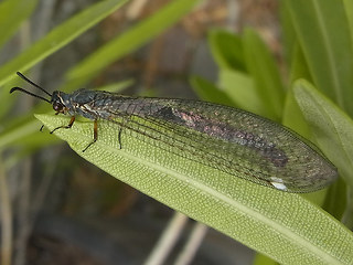 Myrmeleon formicarius