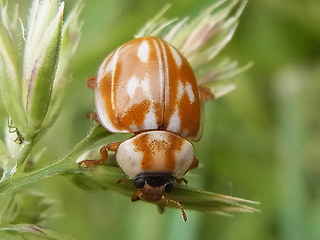 Myzia oblongoguttata