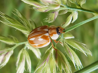 Myzia oblongoguttata
