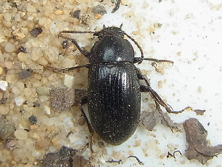 Nalassus dermestoides