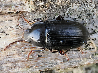 Nalassus dermestoides