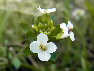 Nasturtium officinale