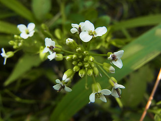 Nasturtium officinale