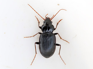 Nebria brevicollis