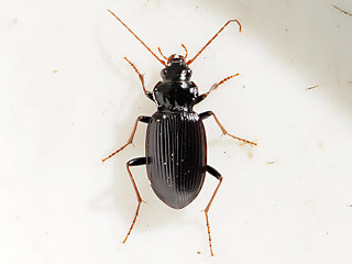 Nebria brevicollis