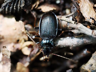 Nebria brevicollis