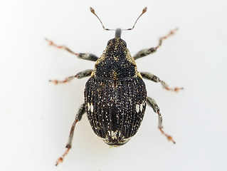 Nedyus quadrimaculatus