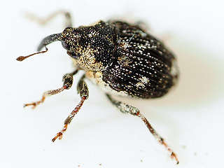 Nedyus quadrimaculatus
