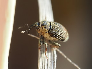 Nedyus quadrimaculatus