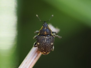 Nedyus quadrimaculatus