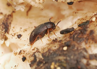 Nemadus colonoides