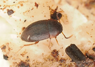 Nemadus colonoides
