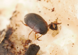 Nemadus colonoides