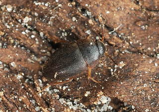 Nemadus colonoides