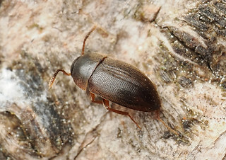 Nemadus colonoides