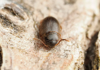 Nemadus colonoides