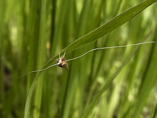 Nematopogon sp.