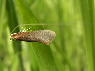 Nematopogon sp.