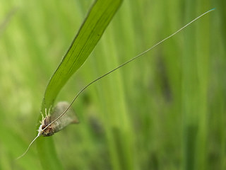 Nematopogon sp.