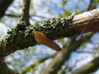 Nematopogon sp.