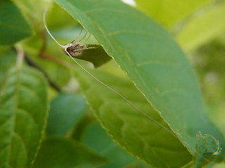 Nematopogon swammerdamella