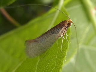 Nematopogon swammerdamella