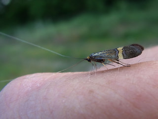 Nemophora degeerella