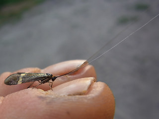 Nemophora degeerella