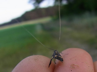 Nemophora degeerella