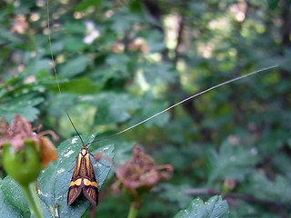 Nemophora degeerella