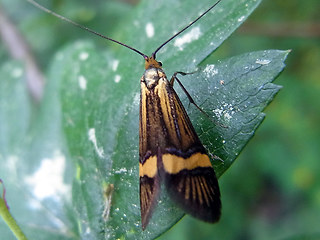 Nemophora degeerella