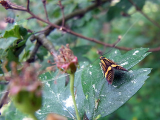 Nemophora degeerella