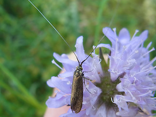 Nemophora metallica