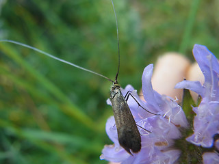 Nemophora metallica