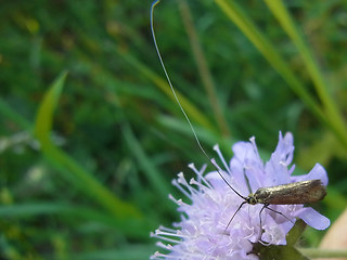 Nemophora metallica
