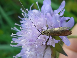 Nemophora metallica