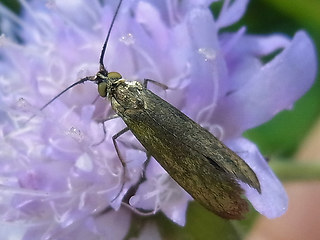 Nemophora metallica