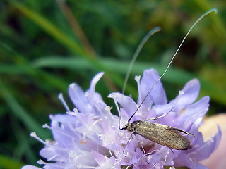 Nemophora metallica